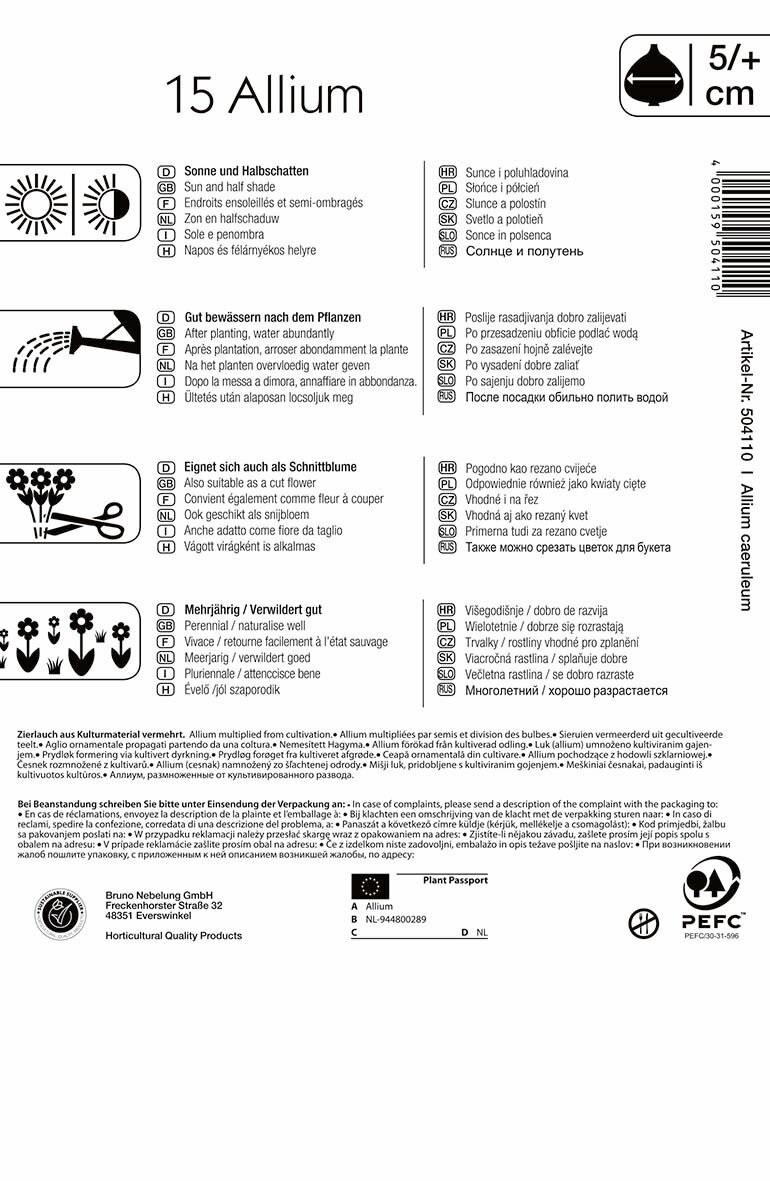 Flowering Onion Ornamental Onion (Allium careuleum) 15 pcs Kiepenkerl