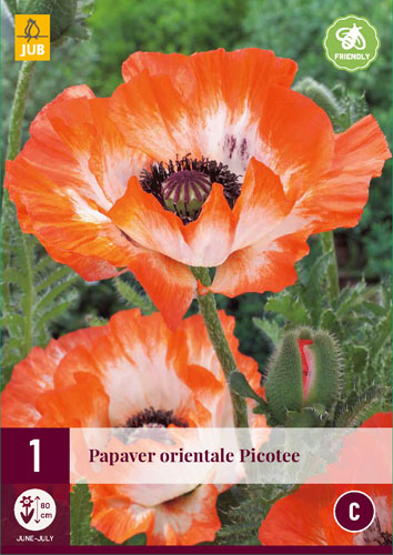 Perennial Papaver orientale Picotee (Poppy) 1 piece JUB