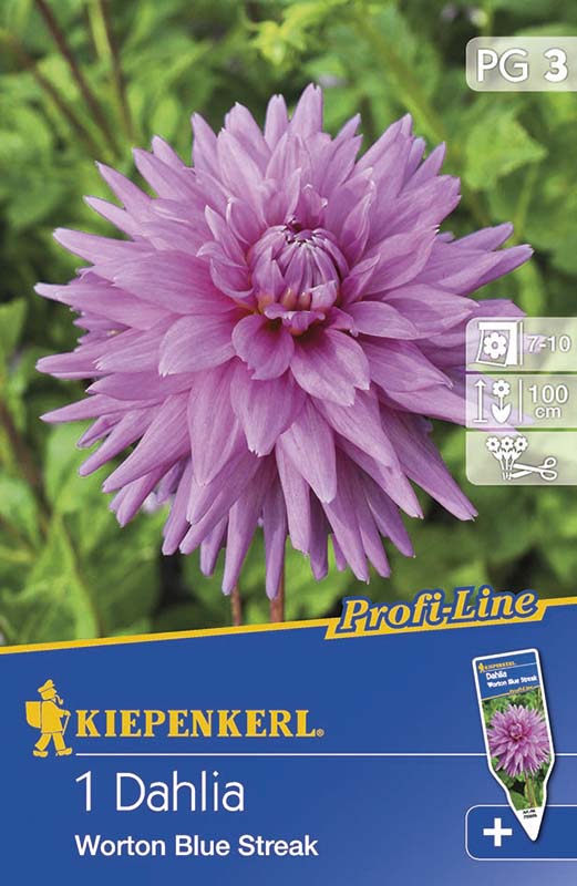 Bulb Dahlia Worton Blue Streak 1 pc