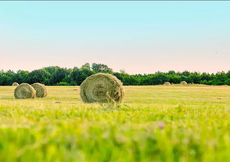 Grass seed Professional mowing mix Natural mix (drought tolerant) 25 kg