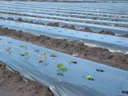 Folija TVK 12x60m 0,15 črna TOAFR