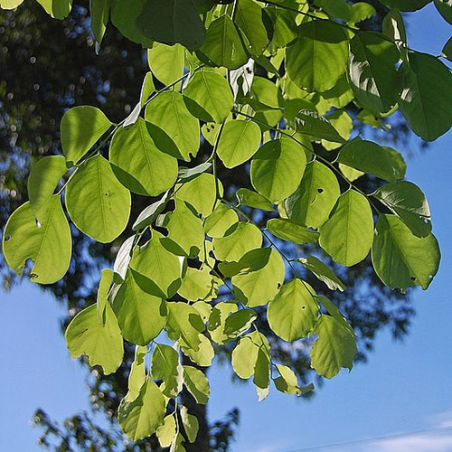 Rosewood (Dalbergia latifolia) 5 semen