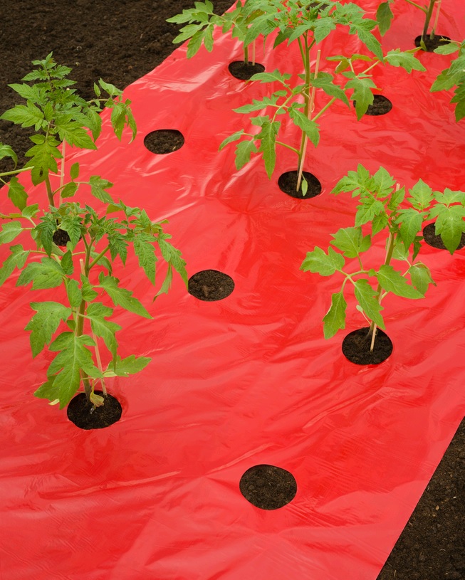 Ovijalna folija za PARADICSOMHOZ rdeča 25 mikronov s premerom 40x80mm z luknjami za sajenje-0,95x10m