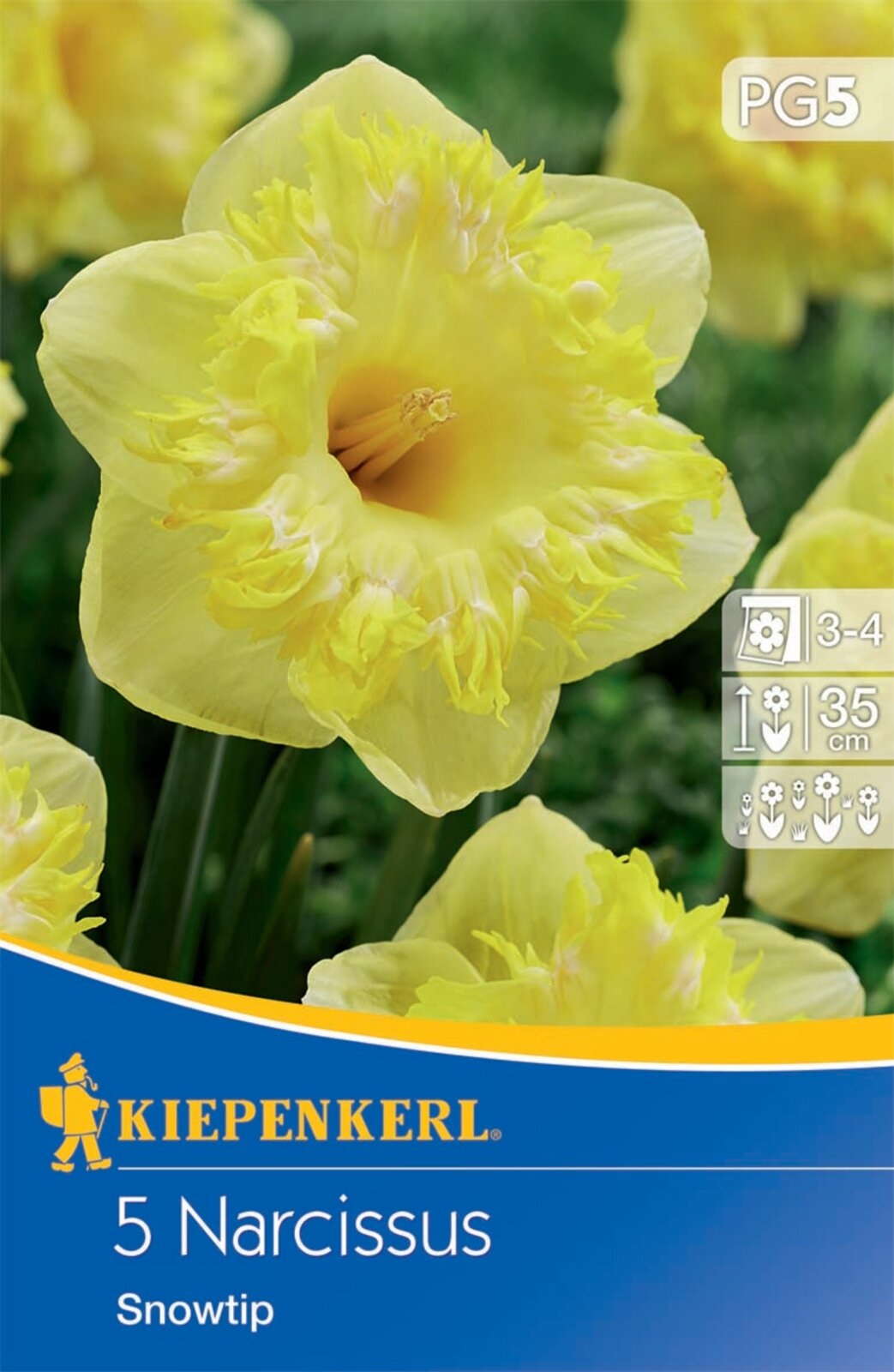 Bulbs Narcissus Snowtip Kiepenkerl 5 pcs