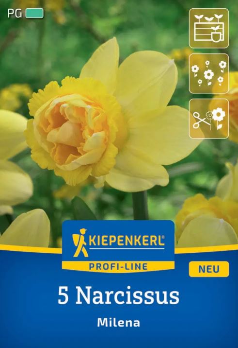 Virághagyma Nárcisz Milena Kiepenkerl 5 db