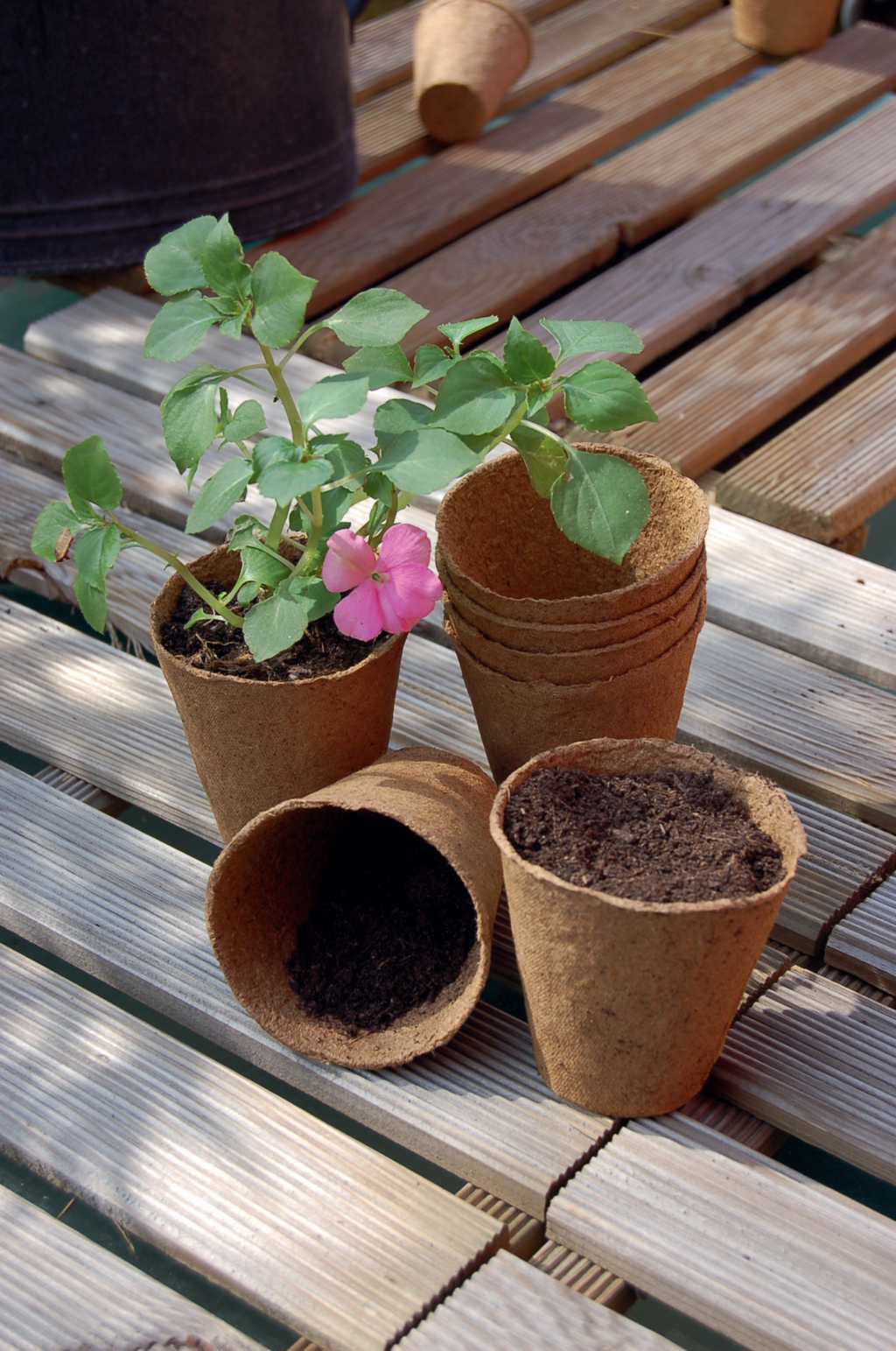 Šotni lončki "Growing Pots" s premerom 6 cm 24 kosov naravni