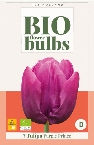 Virághagyma BIO Tulipán Purple Prince 7 db