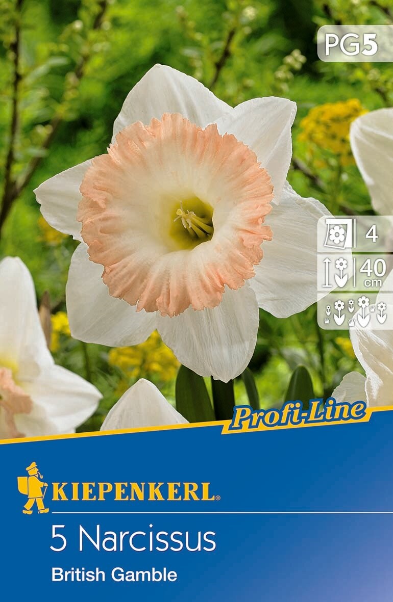 Čebulice Narcissus British Gamble 5 kosov Kiepenkerl