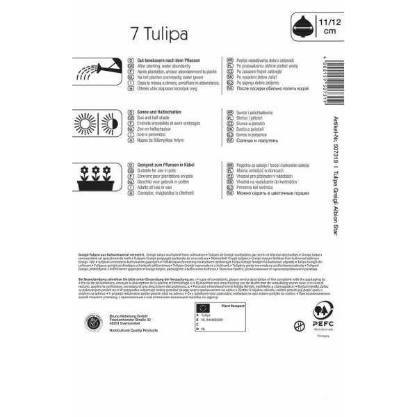 Cvetlična čebulica Tulipan Albion Star Kiepenkerl 7 kosov