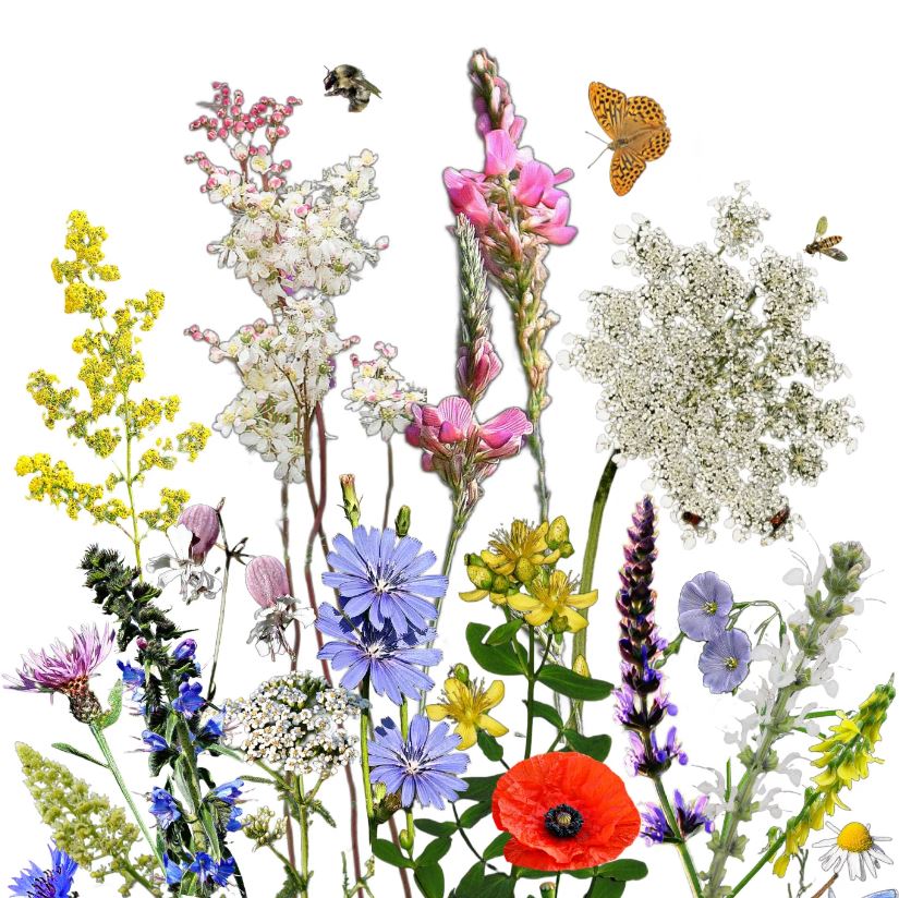 Wildflower native Hungarian flower seed mix Pollen mother 50g