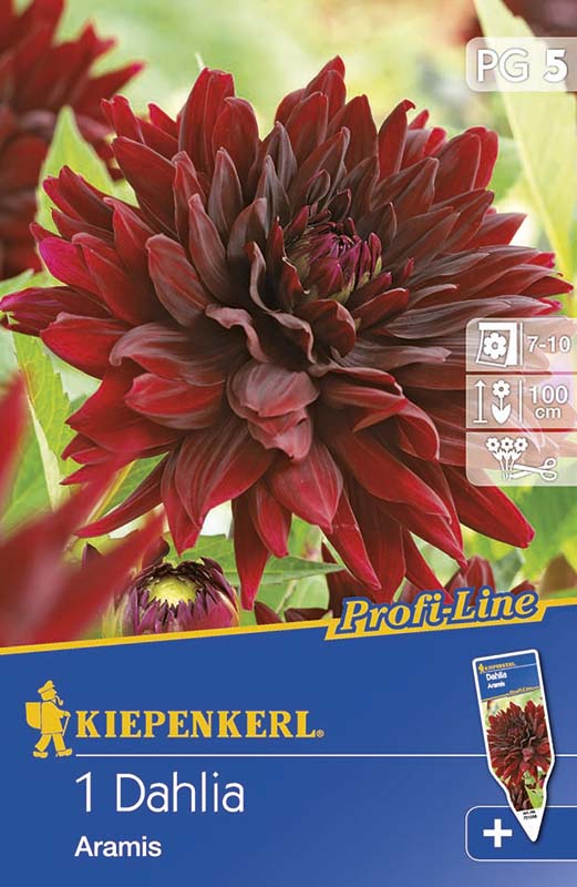Bulb Dahlia Aramis 1 pc