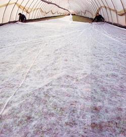 Folija iz gaze 15,8x100m 19g/m2