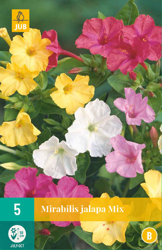 Cvetlična čebulica Mirabilis jalapa Mix (Big Miracle Bulb) 5 kosov JUB
