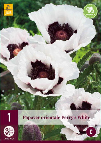Perennial Papaver orientale Perry's White (Poppy) 1 piece JUB