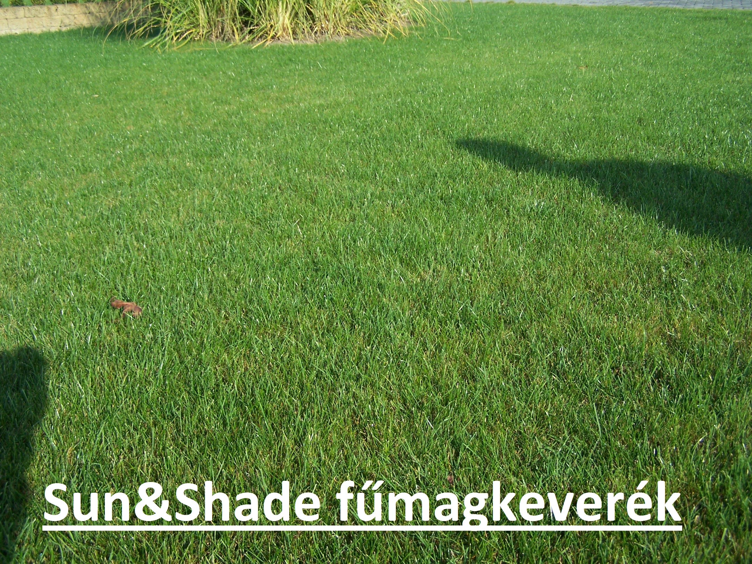 ICL travno seme Sun &amp; Shade (odporno na senco) 10 kg