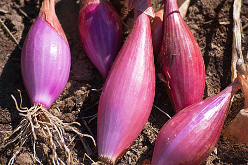 Čebula Jesenska čebula Sončna čebula 400 g