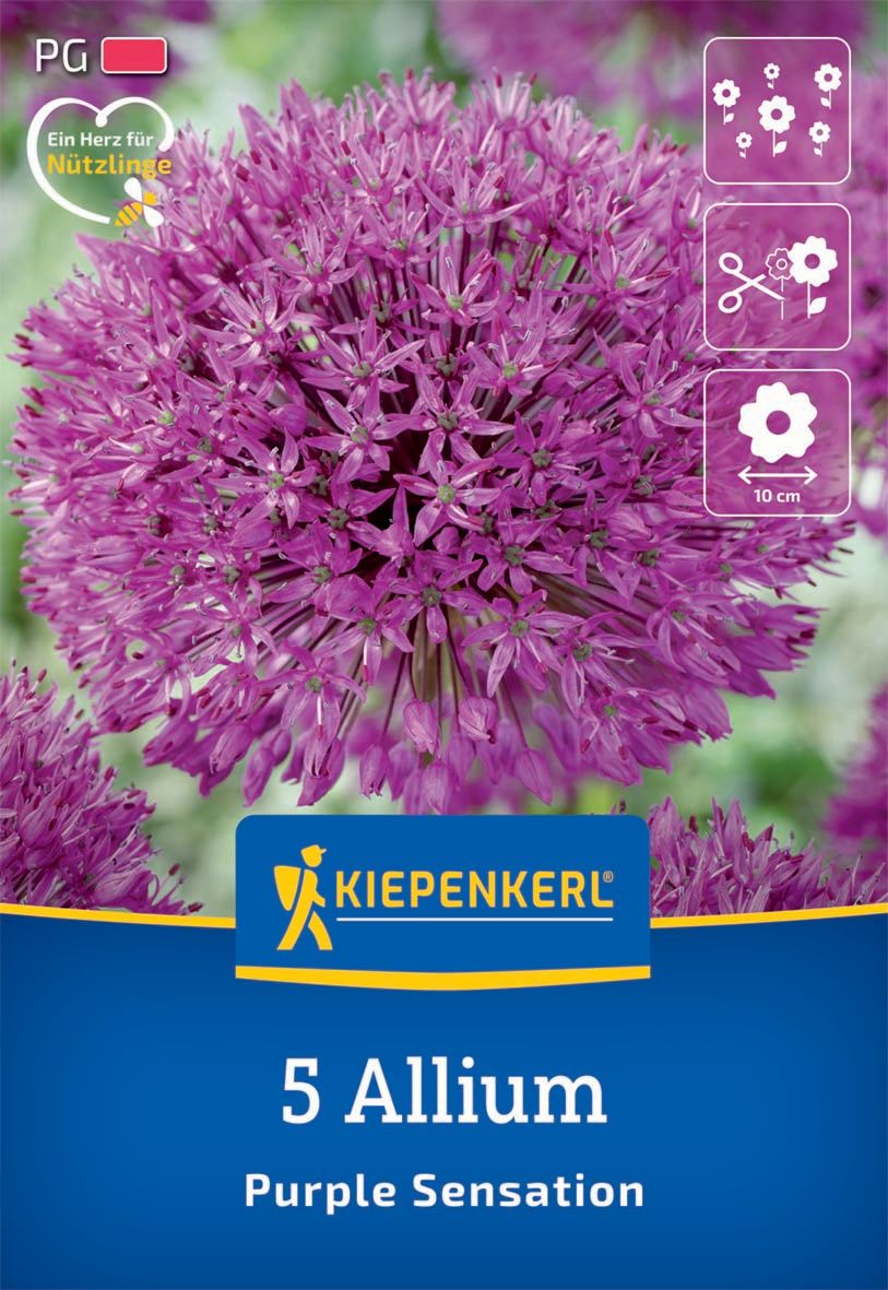 Virághagyma Díszhagyma Purple Sensation Kiepenkerl 5 db