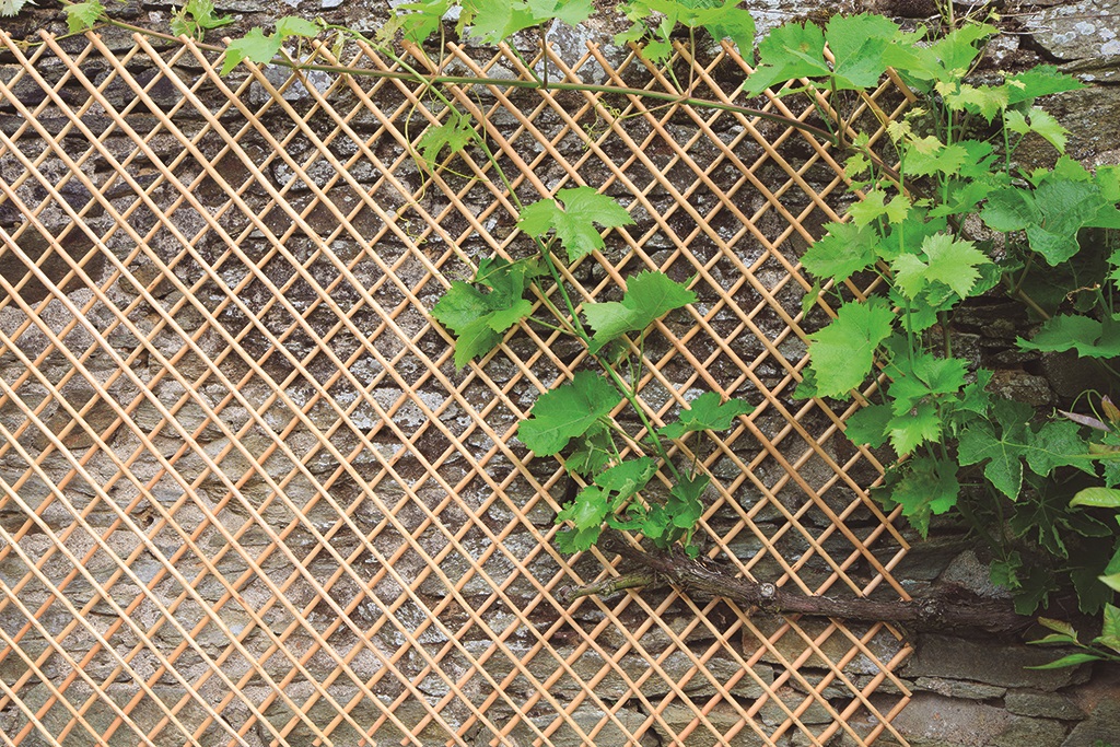 Jabolčna mreža Wick Trellis naravna 1x2 m