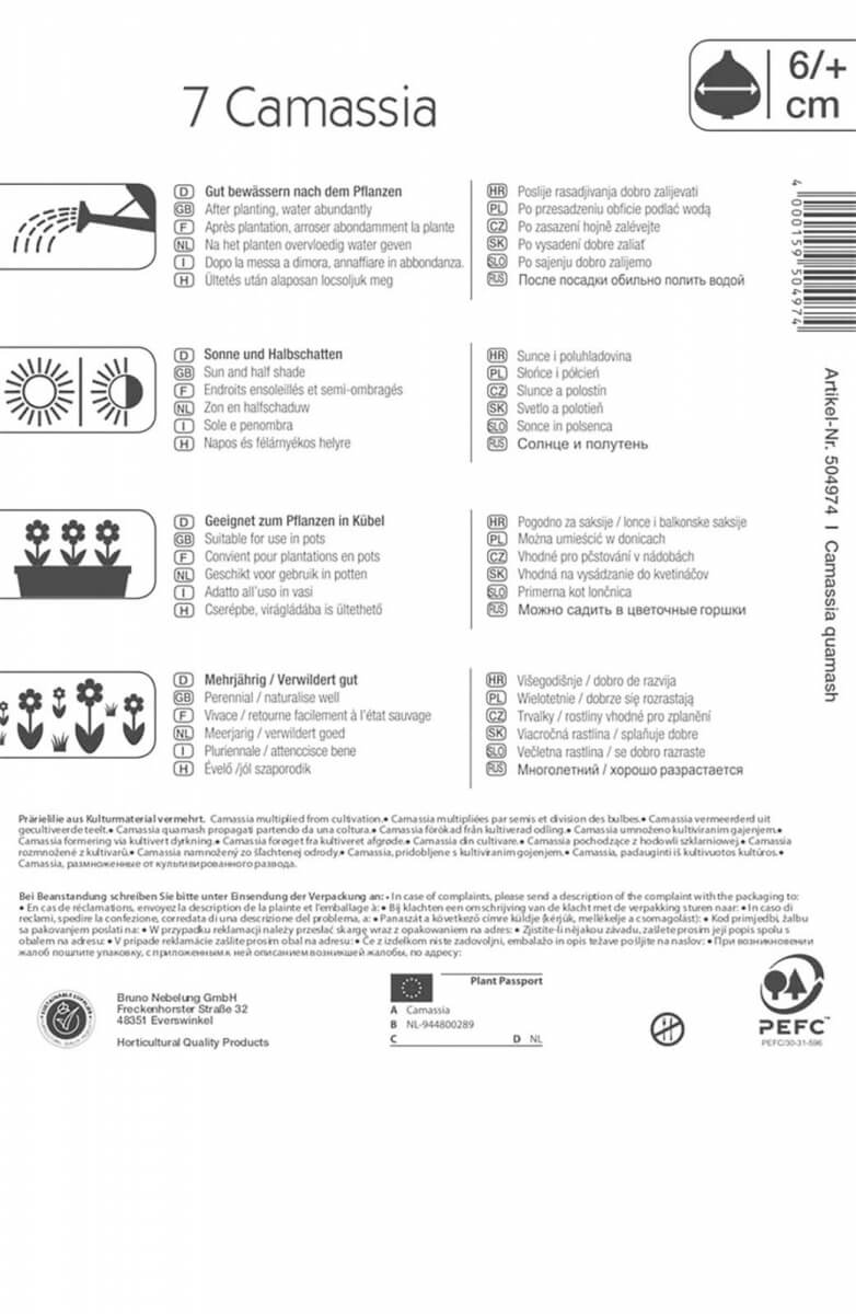 Čebulice Prairie Garden (Camassia) 7 kosov