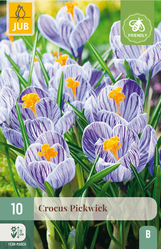 Flower Bulbs Coconut Pickwick 10 pieces JUB