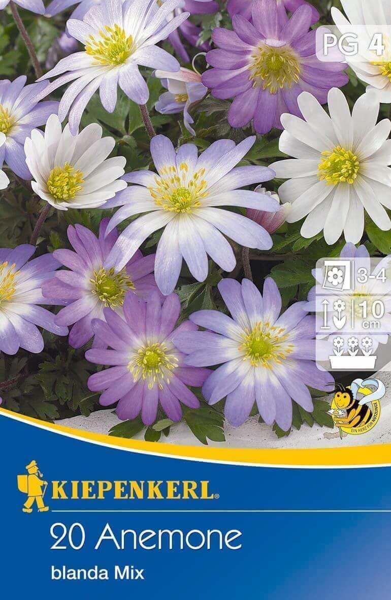 Čebulice Anemone Blanda mix 20 kosov Kiepenkerl