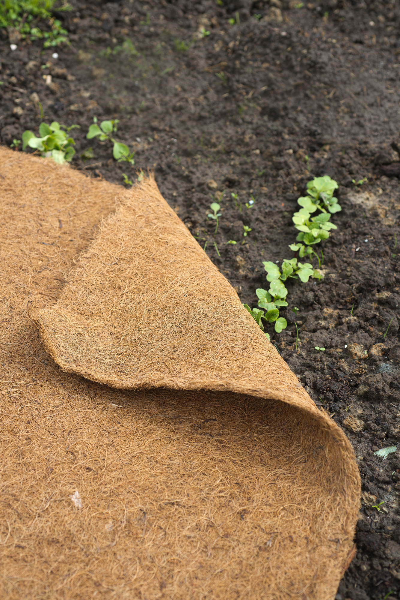 Preproga v zvitkih 60cmx25m