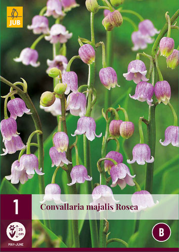 Perennial Convallaria majalis Rosea (Lily of the valley) 1 JUB