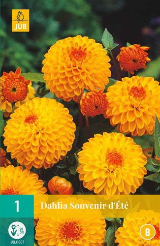 Bulb Dahlia Souvenir d'Ete 1 piece JUB