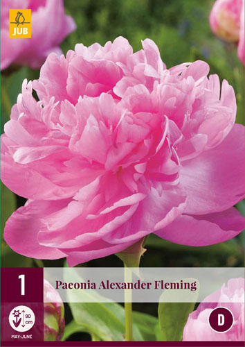 Perennial Paeonia Alexander Fleming (Peony) 1 piece JUB