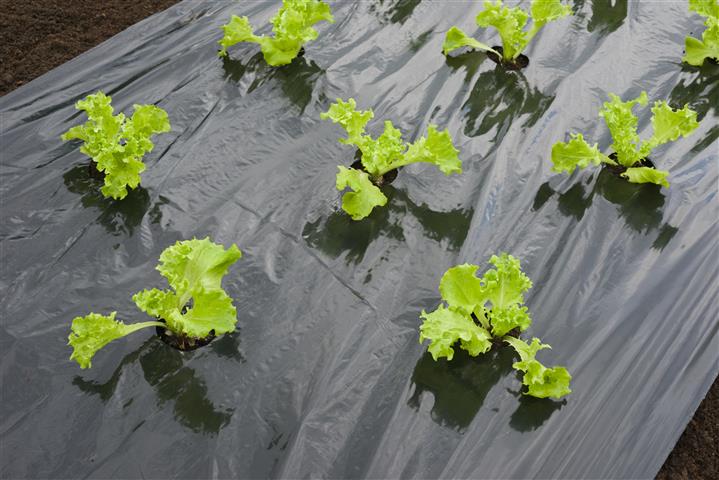 Ovijalna folija za solato črna 20 mikronov premera 45x60mm z luknjami za sajenje -0,95x5m